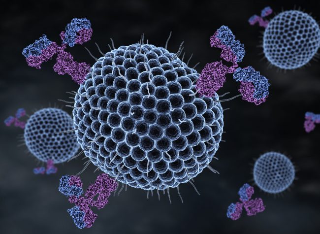 Herpes viruses and antibodies. 3D illustration